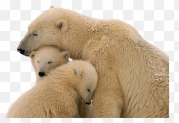Polar Bear Transparent Images - No Background png