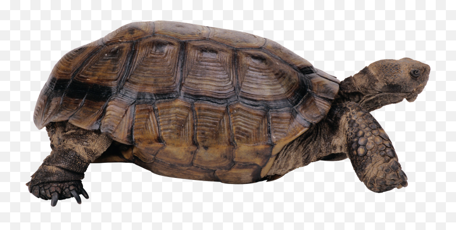 Turtle Png Images Free Download - Desert Tortoise Transparent Background,Tortoise Png