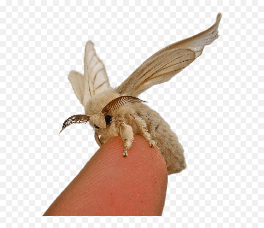 Download Silkworm Moth - Silkworm Moth Png,Moth Png