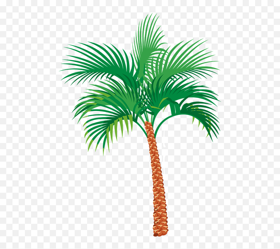 Palm Tree Graphics - Date Palm Vector Png Transparent Vector Date Tree Png,Palms Png