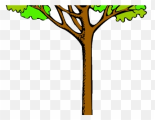 Tree Clipart Rainforest - Cartoon Kauri Tall png