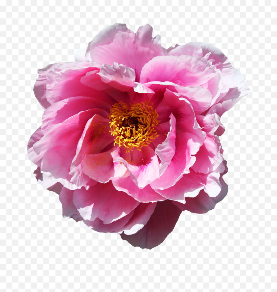 Download Rose Flower Png Image - Real Peony Transparent,Rose Flower Png