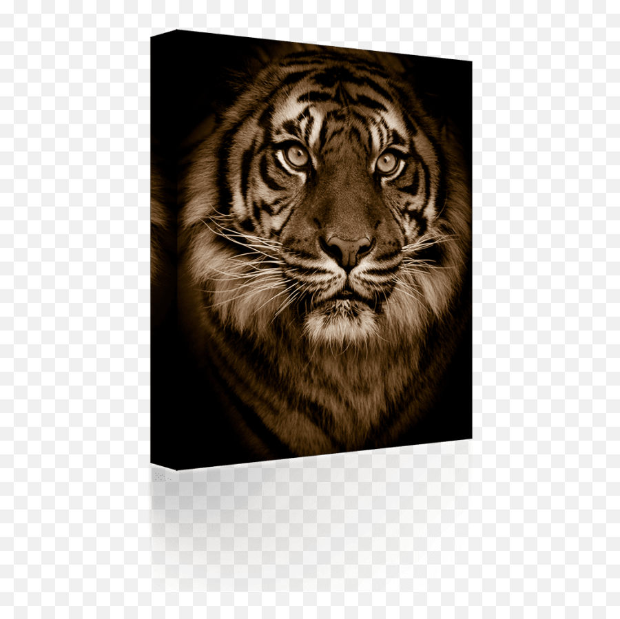 Download Free Png Golden Bengal Tiger Green Eyes