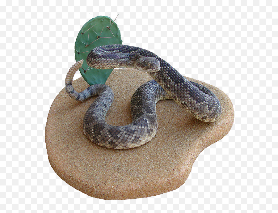 Rattlesnake Hognose Boa Constrictor Kingsnakes - Snake Png Rattlesnake,Rattlesnake Png