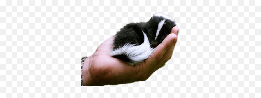 Baby Skunk In Hand Transparent Png - Cute Exotic Baby Animals,Skunk Transparent