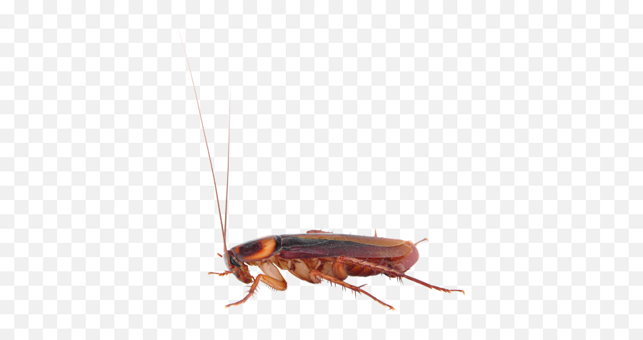 S - Termite And Cockroach Png,Cockroach Png