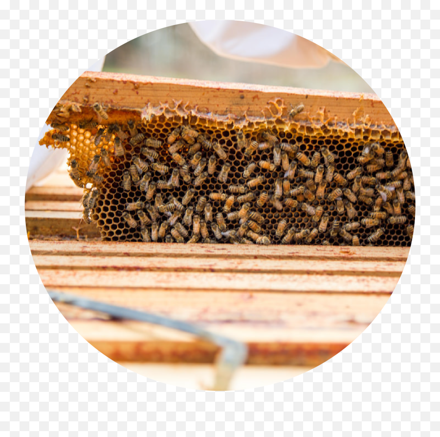 Buying Your First Top Bar Hive - Honey Super Png,Bee Hive Png