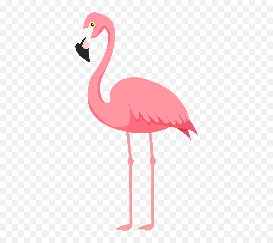 Flamingo Bird Pink - Flamingo Illustration Png,Flamingo Png