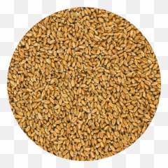 Cereal De Trigo Png Download - Fresh,Trigo Png