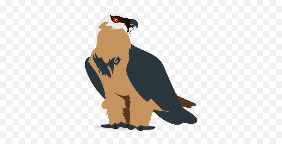 Bearded Vulture - Buzzard Png,Vulture Transparent