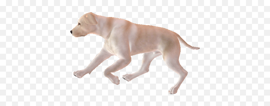 Boarding - Transparent Dog Run Gif Png,Transparent Dog Gif