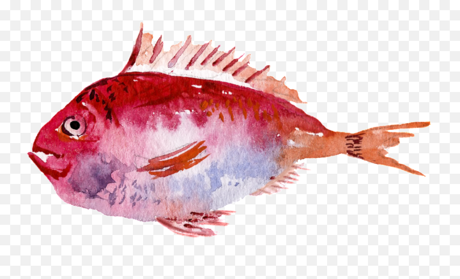 Download Red Watercolor Hand Painted Goldfish Transparent - Watercolor Painting Png,Goldfish Transparent
