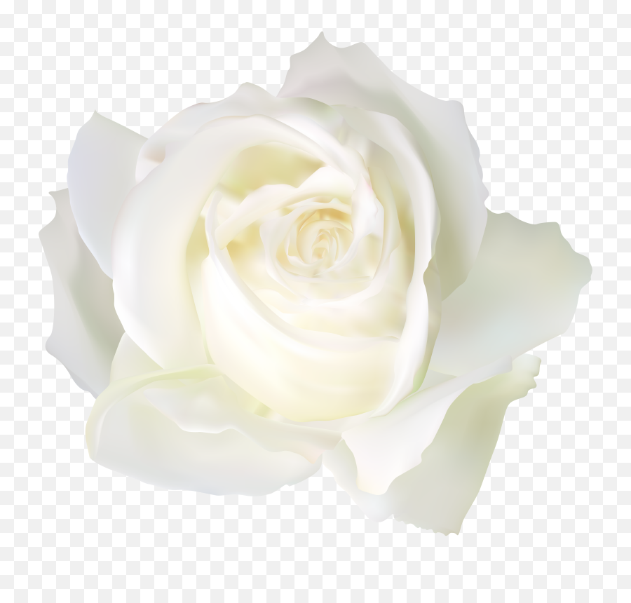 Free White Rose Transparent Background Download Clip Png Hd