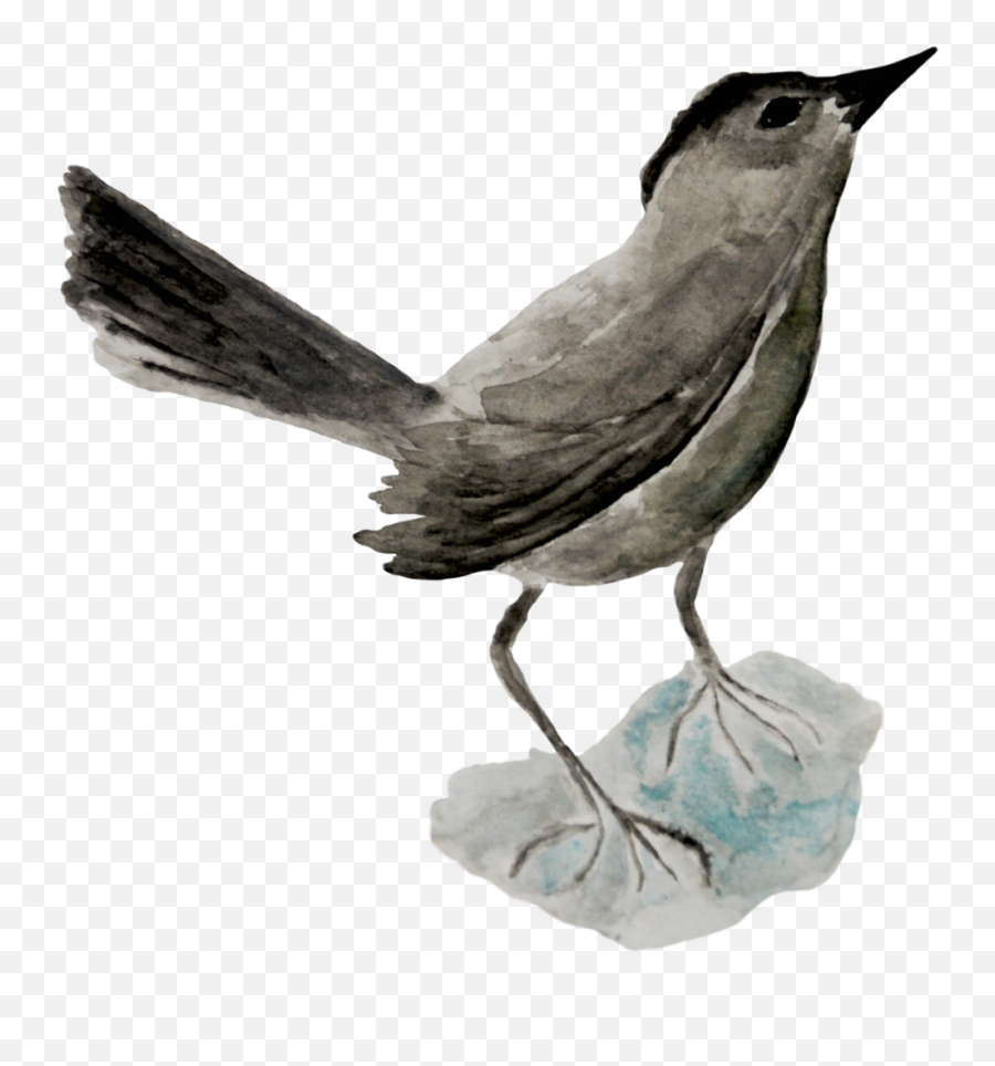 Connect Kami Speer - Old World Flycatchers Png,Icon 9