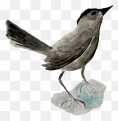 Connect Kami Speer - Old World Flycatchers png