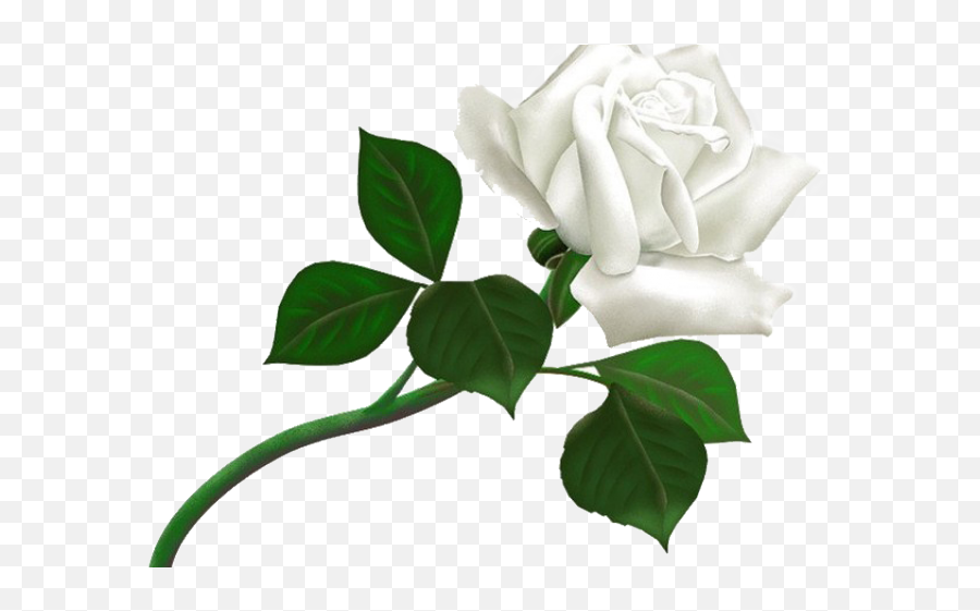 White Rose Clipart Transparent Background - Rosa Blanca Png White Roses Png,Rose Clipart Transparent Background