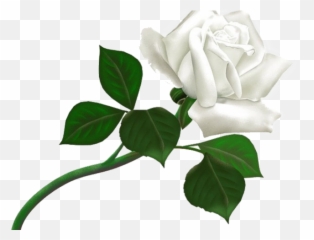 White Rose Clipart Transparent Background - Rosa Blanca Png Roses