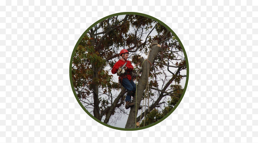 A Cut Above Tree Service Llc - Extreme Sport Png,Tree From Above Png