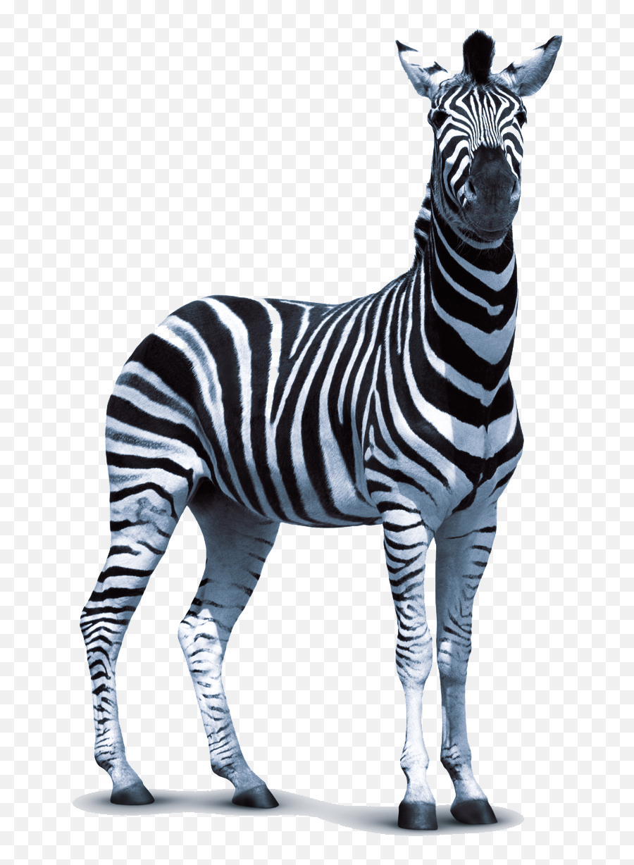 Zebra Technologies Clip Art - Transparent Zebra Png,Zebra Logo Png