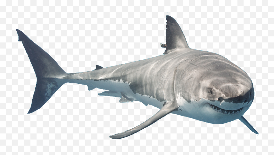 Great White Shark Downtown Aquarium - Great White Shark Transparent Background Png,Shark Png