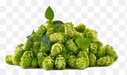 Hops Business Eisemann - Iceburg Lettuce Png,Hops Png