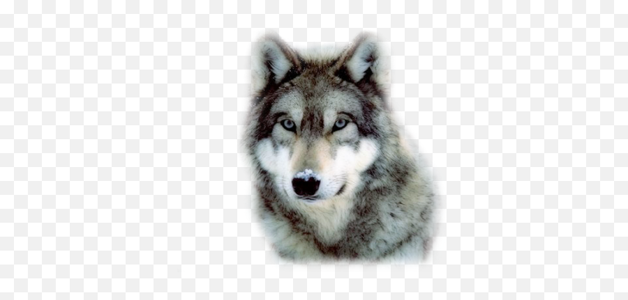 Wolf Png Picture - Grey Wolf,Wolf Face Png