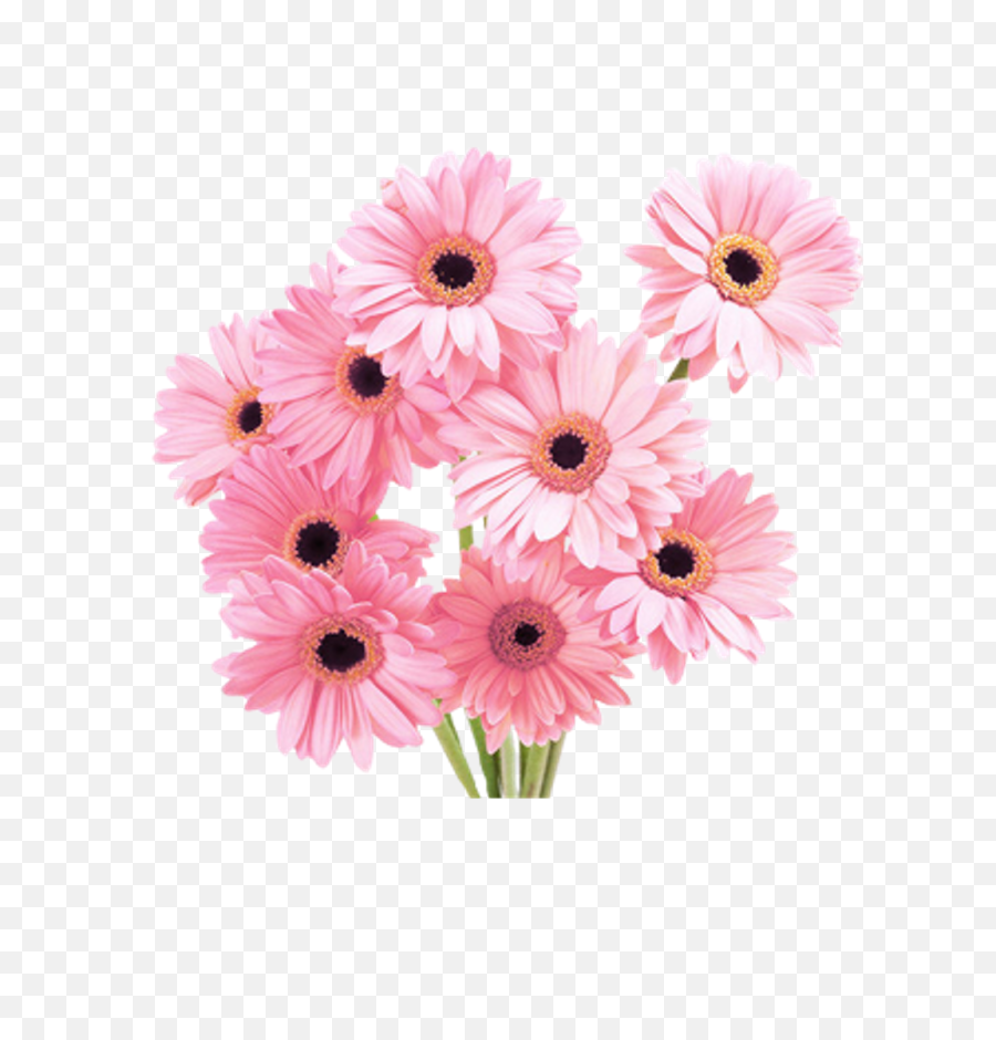Tumblr Flower Png - Pink Daisy Bouquet Png,Flowers Png Tumblr