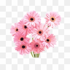 Tumblr Flower Png - Pink Daisy Bouquet