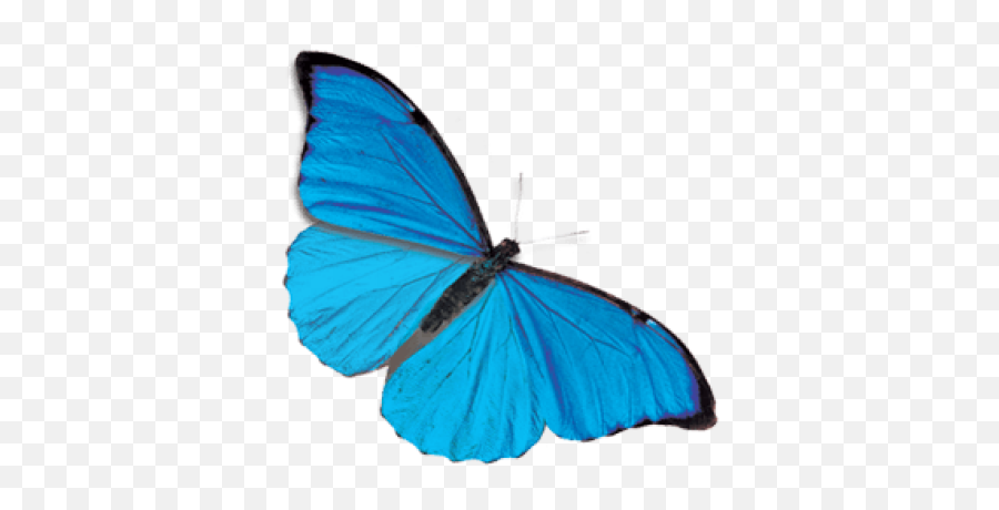 Positivethinking Png And Vectors For Free Download - Dlpngcom Transparent Background Blue Butterfly Png,Blue Butterfly Png