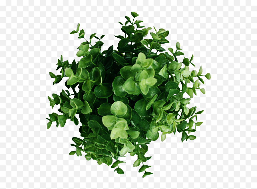 Plant Top View Png Image - Plant Png Top View,Grass Top View Png