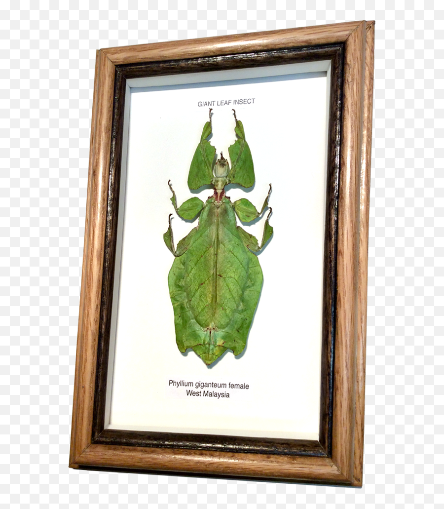 Insects Framed Tropical Leaf Insect - Picture Frame Png,Insects Png