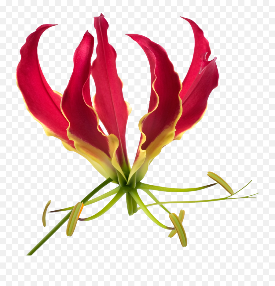 Gloriosa Rothschildiana Marginpar - African Flame Lily Png,Lily Png