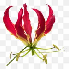 Gloriosa Rothschildiana Marginpar - African Flame Lily Png,Lily Png