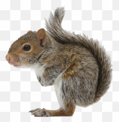Squirrel Icon - Squirrel Png,Squirrel Transparent Background