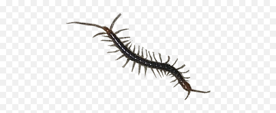 Centipede Png