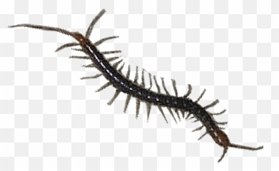 Centipede Png