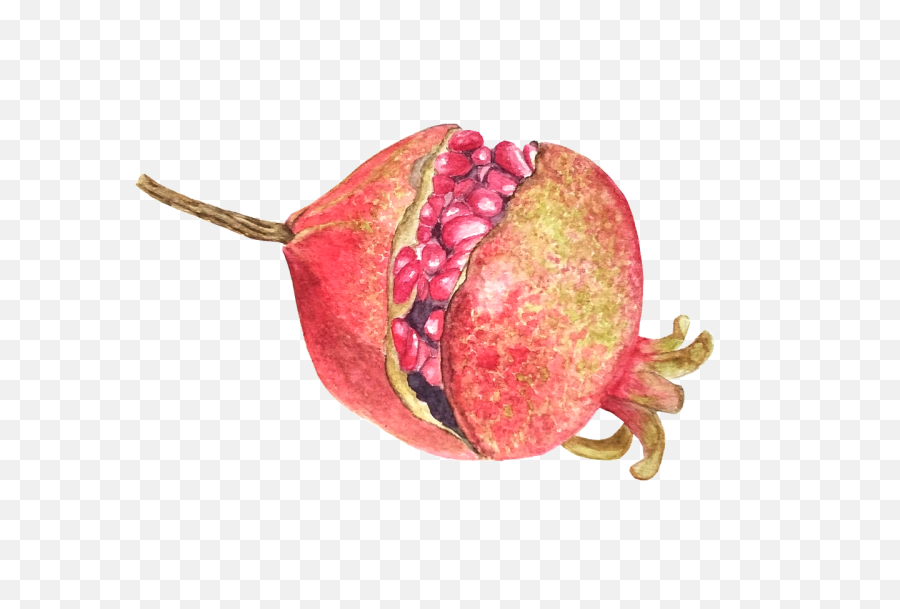 Pomegranate Fruit Watercolor - Free Image On Pixabay Pitaya Png,Dragonfruit Png