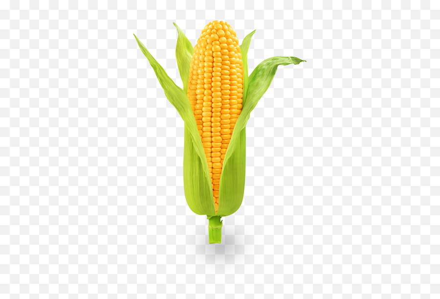 Caito Foods - Png Pictures Of Vegetables,Corn Cob Png