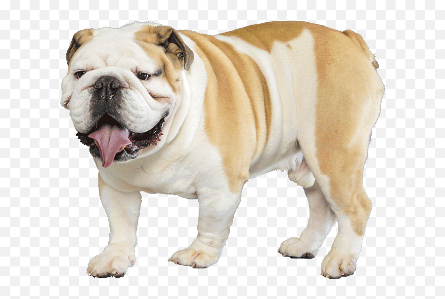 Download Bulldog - Bulldog Png Transparent,Bulldog Transparent