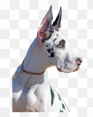 Altitude Great Danes Co - Owns Great Dane Png,Great Dane Png