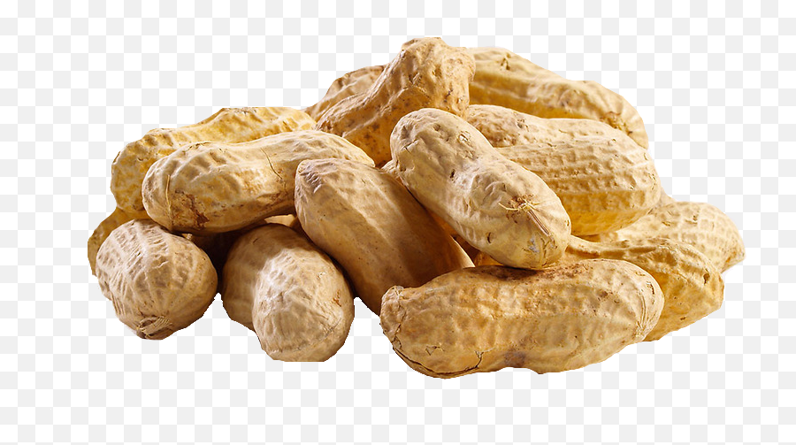 Peanut Png Transparent Images - Peanut Png,Peanut Png