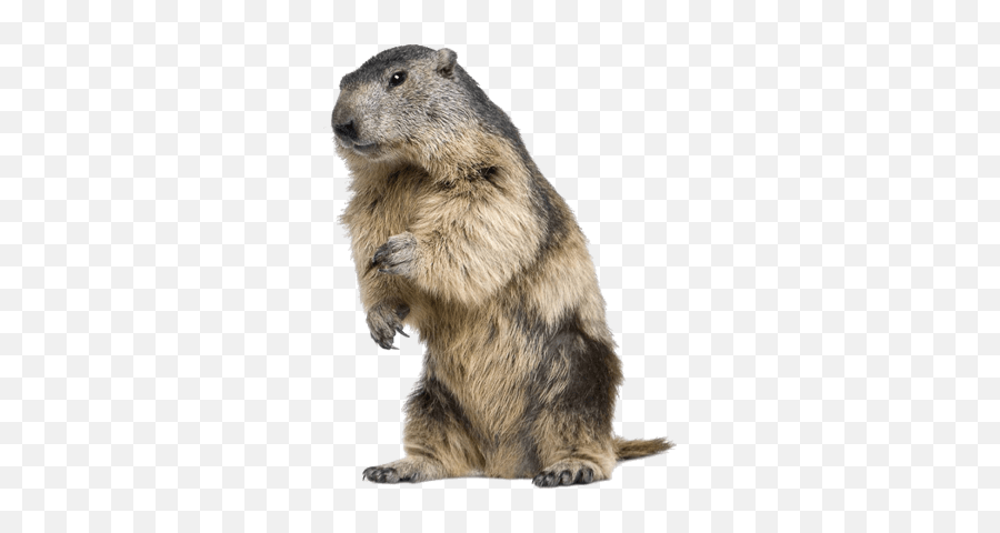 Beaver Standing Transparent Png - Beaver Png,Beaver Png