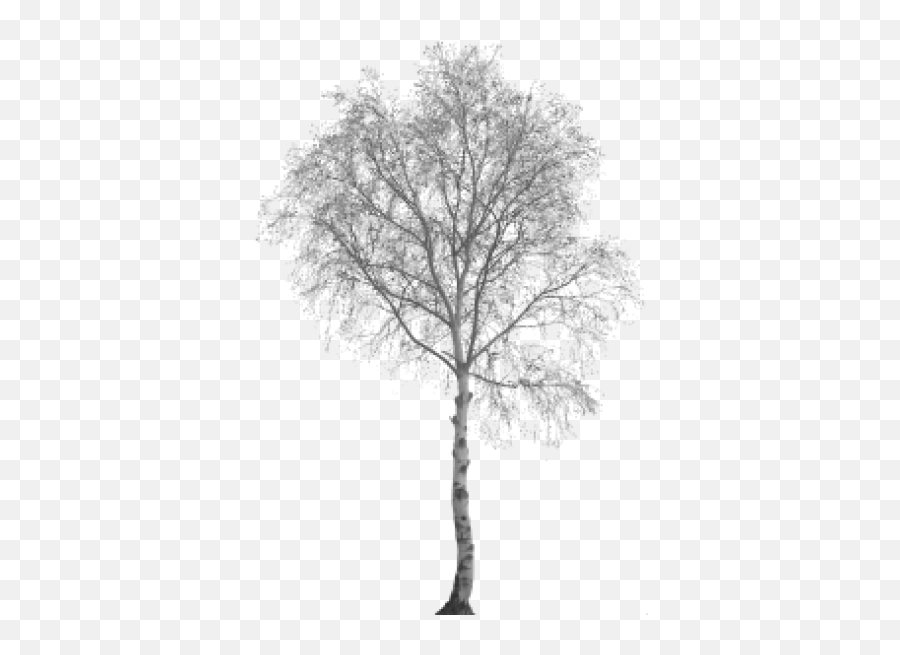 White Birch Tree Png Transparent - Black White Tree Png,Birch Tree Png