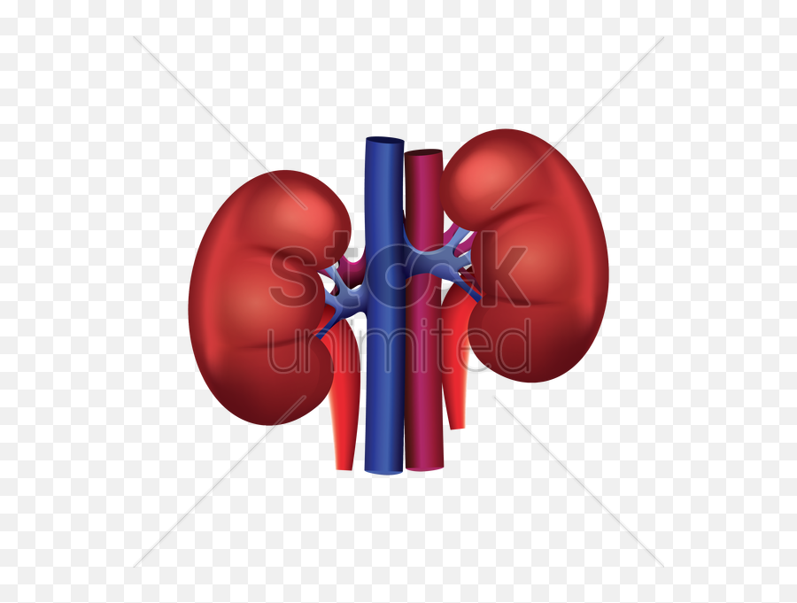 Kidney Png Clipart - Vector Kidney Icon Png,Kidney Png