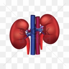 Kidney Png Clipart - Vector Icon