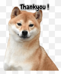 Little Musketeers Shiba Inu - Hokkaido Dog Png,Shiba Inu Transparent