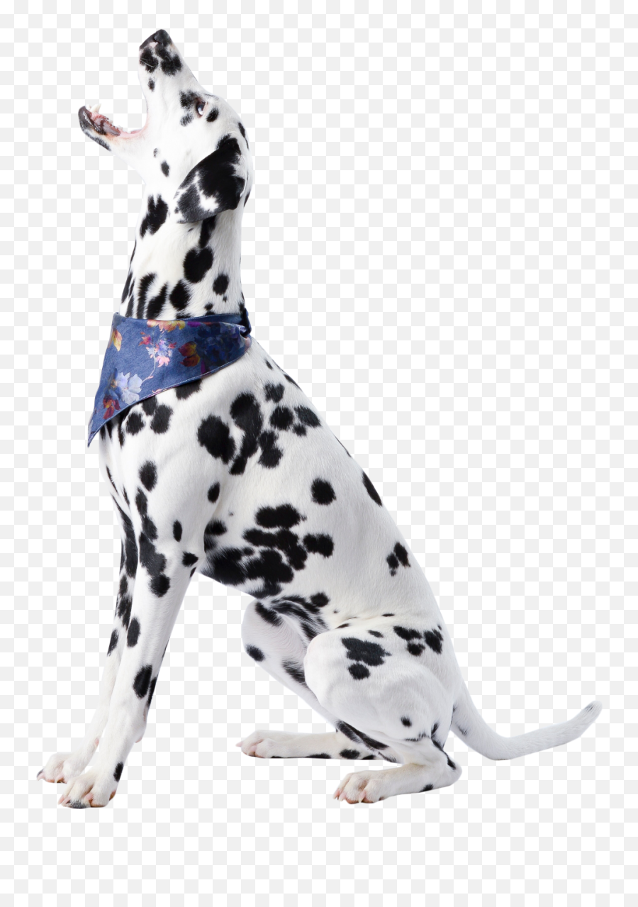 Cute Dalmatian Sitting Png Image - Purepng Free Dog,Dog Sitting Png