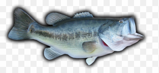 Largemouth Bass Transparent Background - Bass Png,Largemouth Bass Png