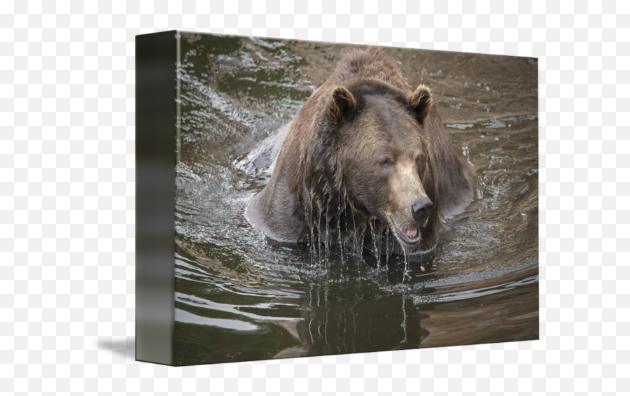Brown Bear Dripping Water - Grizzly Bear Png,Water Drip Png