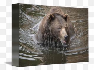 Brown Bear Dripping Water - Grizzly png